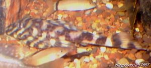 bfpleco.jpg (13002 bytes)
